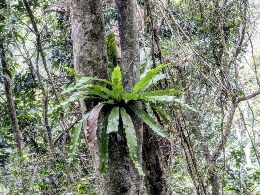 Cat Ba - zwischen Ernüchterung und Dschungelabenteuer pxl 20260402 063723346.mp~2