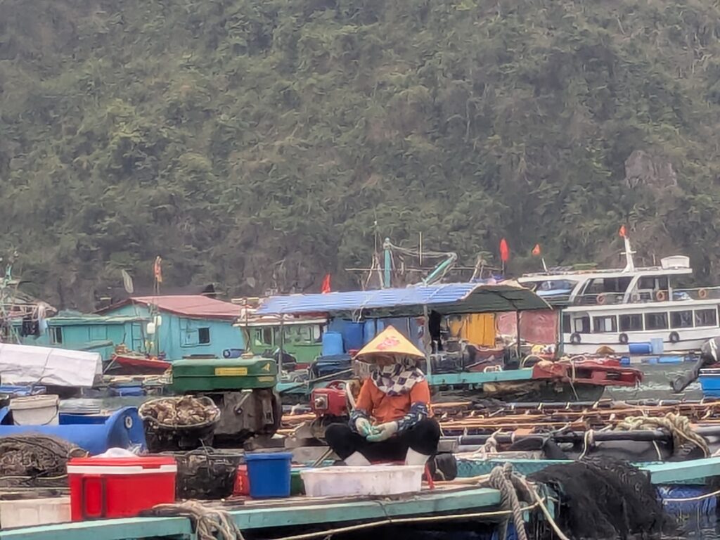 Cat Ba – zwischen Baustellen, Booten und einem unerwarteten Happy End pxl 20260403 040700608