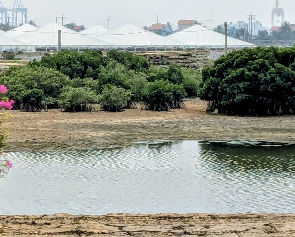 Cat Ba - zwischen Ernüchterung und Dschungelabenteuer pxl 20260404 055936158.mp~2